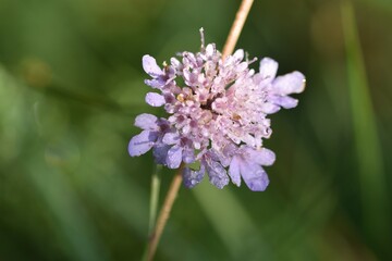 lilac flower