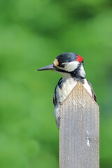 Buntspecht / Great spotted woodpecker / Dendrocopos major