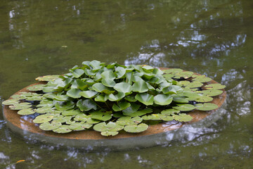 Obraz na płótnie Canvas lilly plants and a small pond in frances park in missouri