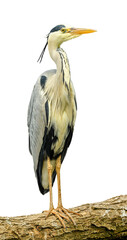 Grey heron standing on log isolated