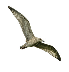 Seagull in flight isolated on transparent