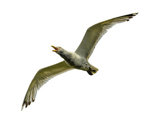 Seagull in flight isolated on transparent