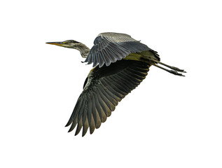 Grey heron in flight isolated
