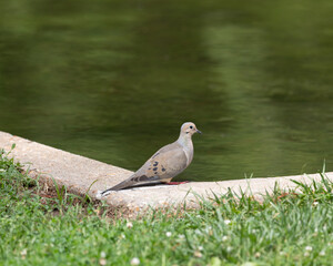 Turtle dove sitting near a small pond at a local park