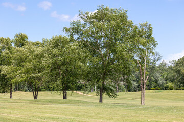 dragon fly and park features near our house and st louis mo