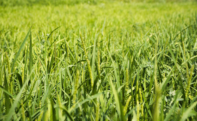 green grass in the wind