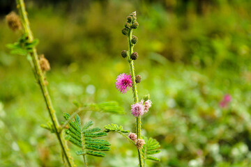 flowers in the field