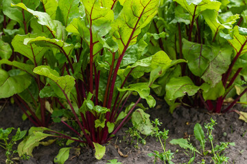 Young fresh beet leaves. Beetroot plants in a row from a close distance