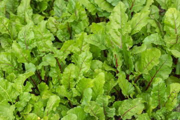 Young fresh beet leaves. Beetroot plants in a row from a close distance