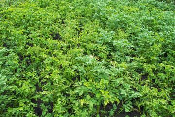 Fototapeta na wymiar Healthy green flowering potato plants in the field in summer. Agricultural planting of potatoes in rows.