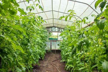 Arched greenhouse with young tomato seedlings