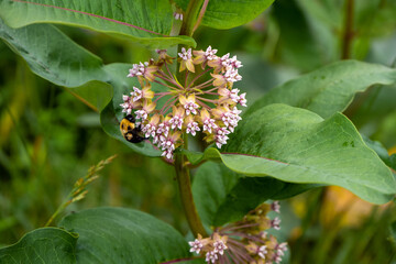 Bee on Milkweed