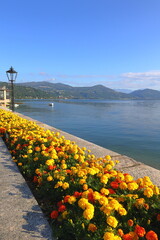 FIORI COLORATI E LAGO MAGGIORE AD ARONA IN ITALIA, COLORFUL FLOWERS AND LAKE MAGGIORE, IN ARONA IN...