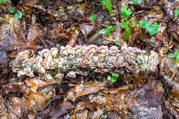 Fungi Close Up