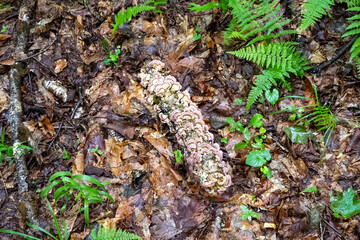 Fungi on Log