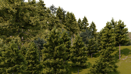 Pine forest transparent background. 3D rendering