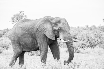 Naklejka premium elephant in the wild