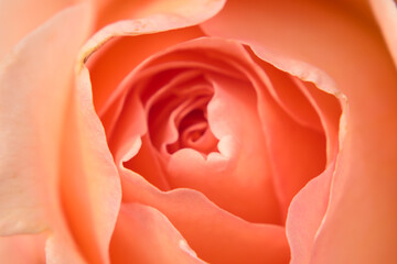 Close up photo of rose. Rose petals background