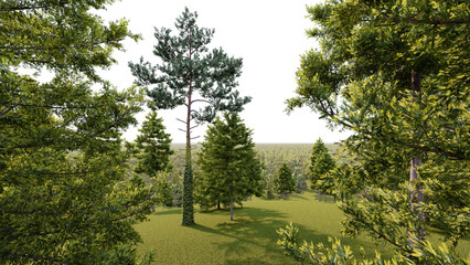 Pine forest transparent background. 3D rendering