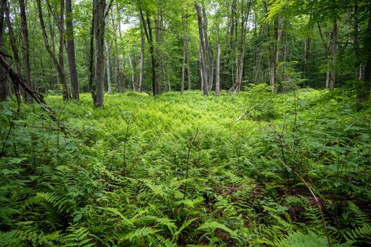 Between a Zillion Ferns