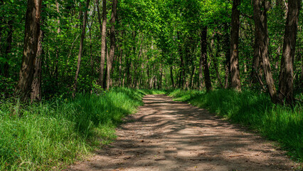 Sentier de campagne bordé d'arbres et d'herbes en été. 