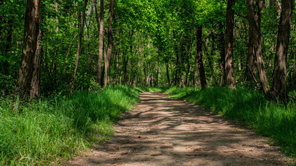 Chemin forestier ombragé au printemps, sentier de terre bordé d’arbres feuillus verts, lumière naturelle filtrée par la canopée