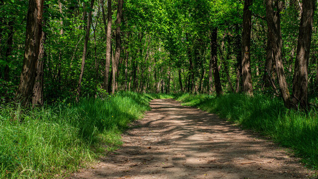 Chemin forestier ombrag&eacute; au printemps, sentier de terre bord&eacute; d&rsquo;arbres feuillus verts, lumi&egrave;re naturelle filtr&eacute;e par la canop&eacute;e