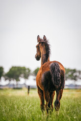 Five month old Dutch Harness Horse youngster with brown foal coat overlooking her pasture against...