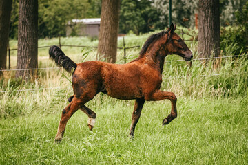 Black and brown Dutch Harness Horse  foal trotting fancy in pasture with trees and fence in...