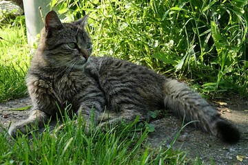 Naklejka na ściany i meble Cute young tabby female cat lying relaxed on stone slab in garden lawn. 