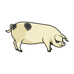 fat pig for show livestock vector