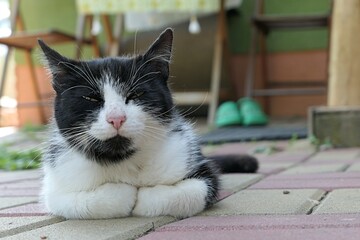 Cute elder bicolor crossbreed female cat relaxing in front of rural house with front paws folded...