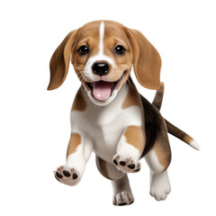 jump beagle dog isolated on white - obrazy, fototapety, plakaty