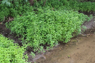 Fototapeta na wymiar A green plants next to a stream
