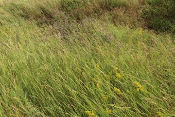 A field of tall grass