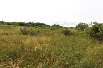 A field of grass and trees