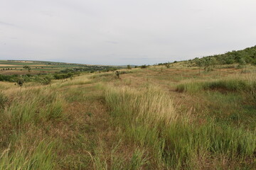 A grassy hill with trees and bushes