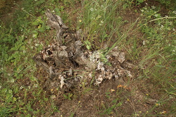 A tree stump in the grass