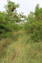 A path through a grassy area