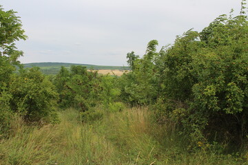 A green field with trees and grass