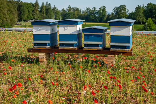 Hives of bees in the apiary with flowers. Painted wooden beehives with flying honey bees. Red poppies. European honey bee. Apis mellifera in Switzerland.