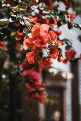 Red flowers on the tree branch
