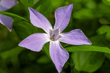 Close up single flower of Vinca difformis