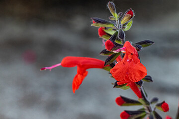 Flowers of of cardinal sage (Salvia fulgens)