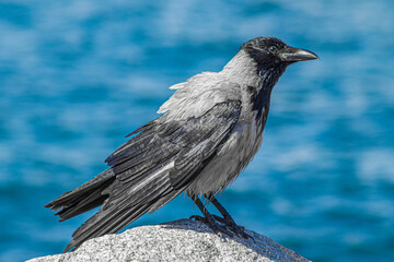 Hooded crow (Corvus cornix sharpii)