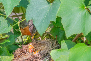 Robin feeds newly hatched chicks