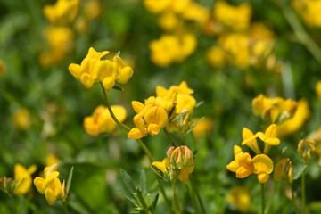 Flor amarilla bajo sol veraniego