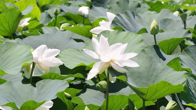 ハスの花