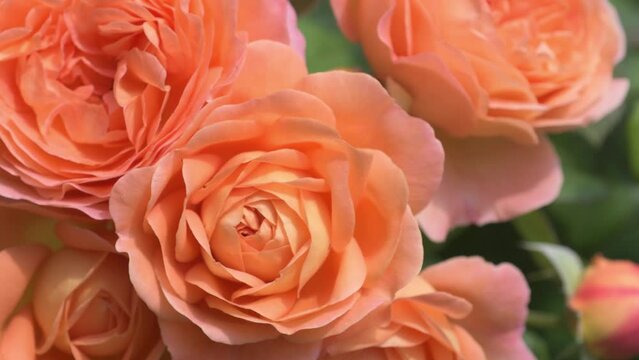 splendid coral aromatic rose blossom in garden. close up footage. sunny morning