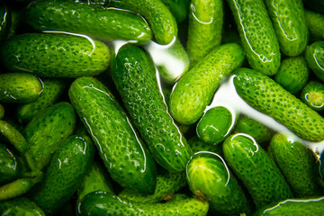Cucumbers in water. The process of pickling cucumbers.